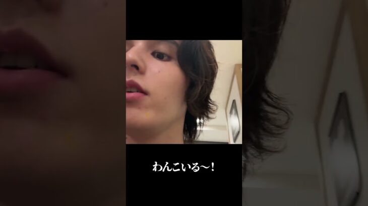わんこ（にゃんこ） #shorts