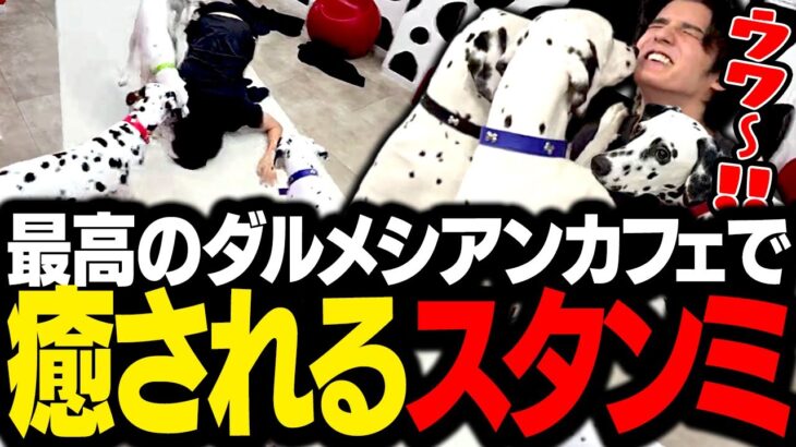 ダルメシアンカフェのワンちゃんたちに、ゲームで荒んでしまったメンタルを癒してもらうスタンミじゃぱん【スタさんぽ】