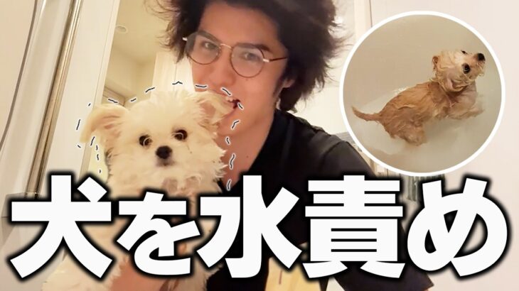 買った犬を水責めして薬漬けにする動画